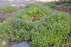 Ceratostigma plumbaginoides — photo 3